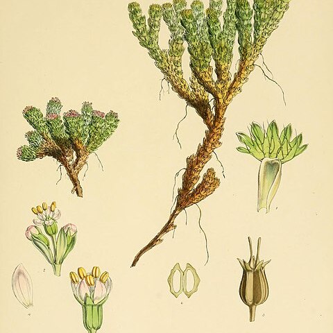 Azorella selago unspecified picture