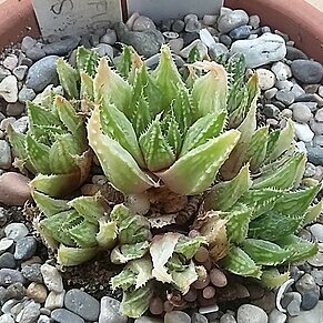 Haworthia maraisii var. notabilis unspecified picture