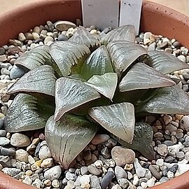 Haworthia magnifica var. atrofusca unspecified picture