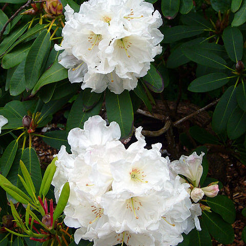 Rhododendron decorum subsp. diaprepes unspecified picture