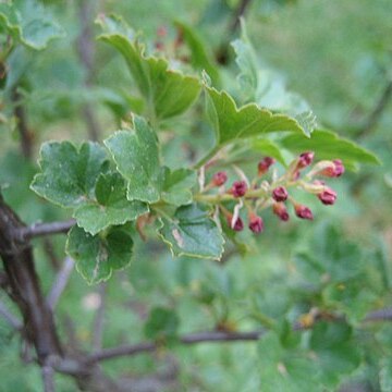 Ribes heterotrichum unspecified picture