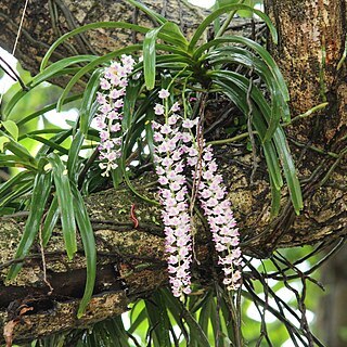 Rhynchostylis unspecified picture