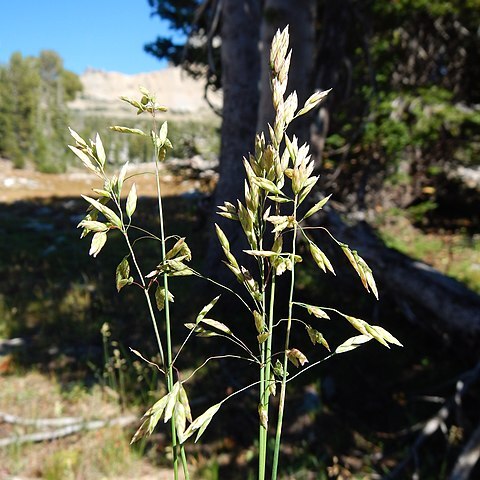 Poa wheeleri unspecified picture