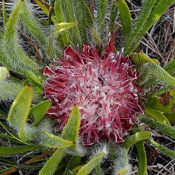 Protea denticulata unspecified picture