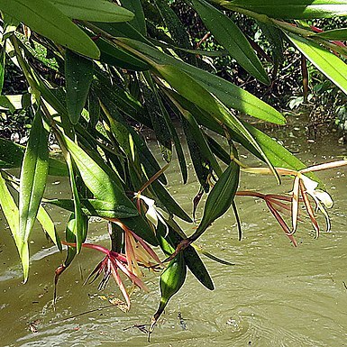 Epidendrum longicolle unspecified picture