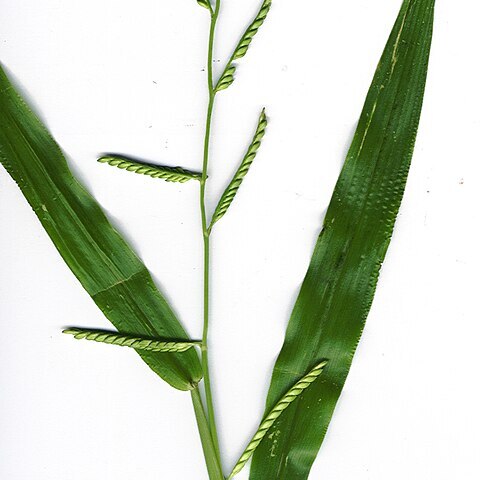 Brachiaria plantaginea unspecified picture