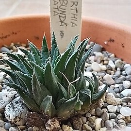 Haworthia floribunda var. dentata unspecified picture