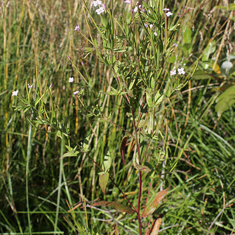 Epilobium adenocaulon unspecified picture