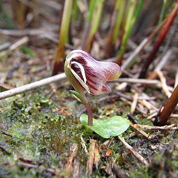 Corybas carsei unspecified picture