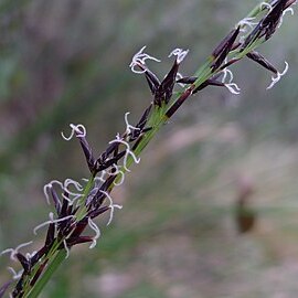 Schoenus melanostachys unspecified picture