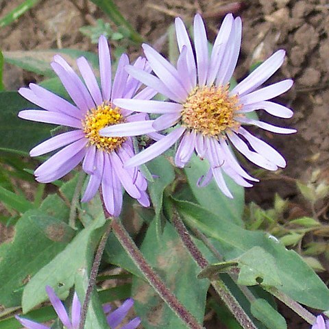 Symphyotrichum molle unspecified picture