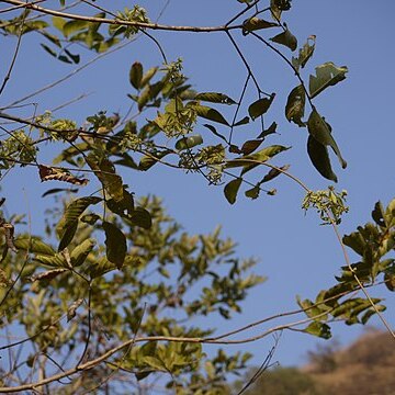 Symphorema involucratum unspecified picture