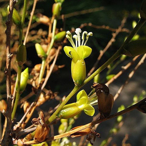 Deuterocohnia recurvipetala unspecified picture