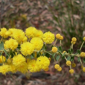 Acacia uncinata unspecified picture