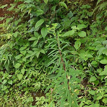 Euphorbia rothiana unspecified picture