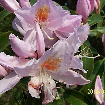 Rhododendron latoucheae unspecified picture