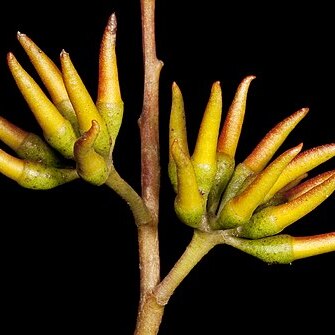 Eucalyptus phaenophylla unspecified picture