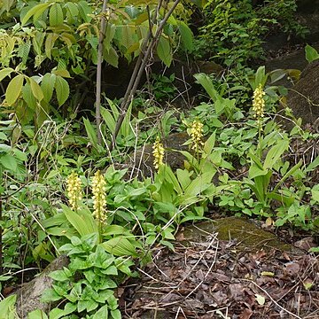 Eulophia ochreata unspecified picture