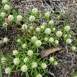 Hyalosperma demissum unspecified picture