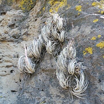 Tillandsia pueblensis unspecified picture