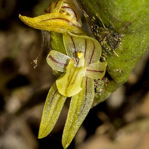 Pleurothallopsis striata unspecified picture