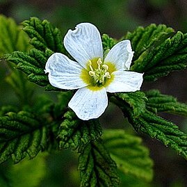 Turnera calyptrocarpa unspecified picture