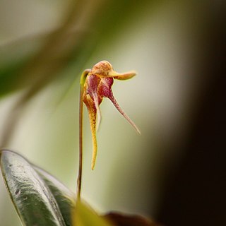 Pleurothallis tetragona unspecified picture