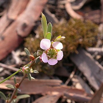 Leptospermum multicaule unspecified picture