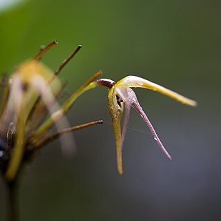 Pleurothallis cosmetron unspecified picture