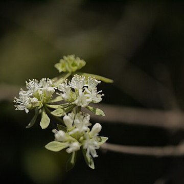 Symphorema involucratum unspecified picture