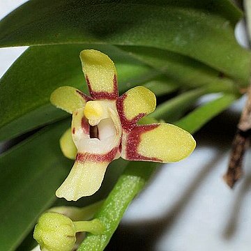 Sarcochilus hirticalcar unspecified picture