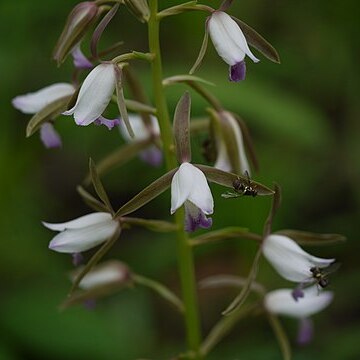 Eulophia herbacea unspecified picture