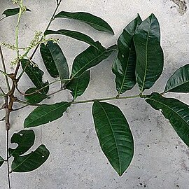 Talisia macrophylla unspecified picture