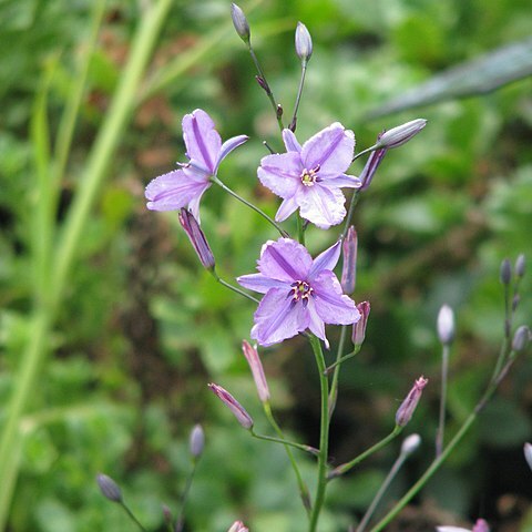 Dichopogon unspecified picture