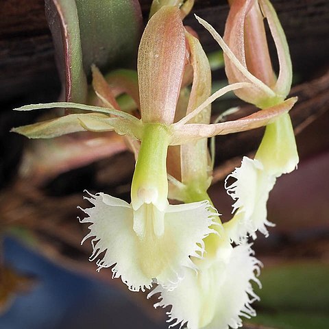 Epidendrum moronense unspecified picture