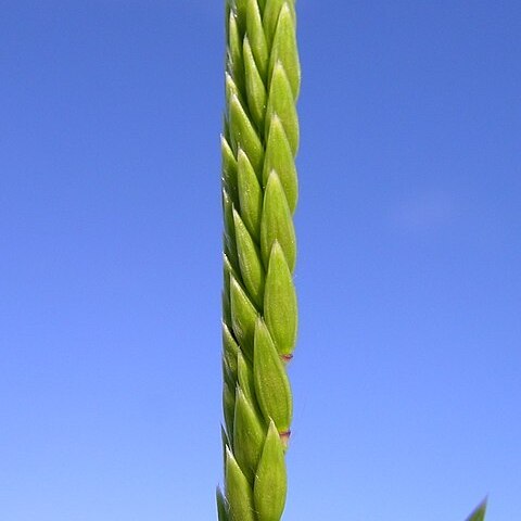 Eriochloa crebra unspecified picture