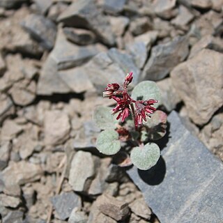 Eriogonum eremicola unspecified picture