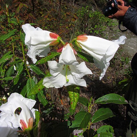 Rhododendron lindleyi unspecified picture