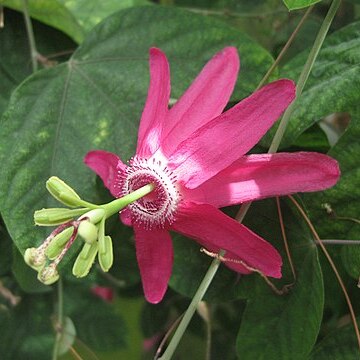 Passiflora tarapotina unspecified picture