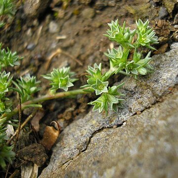 Scleranthus annuus subsp. polycarpos unspecified picture