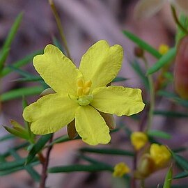 Hibbertia acicularis unspecified picture