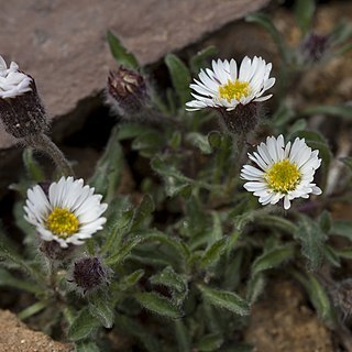 Erigeron eriocephalus unspecified picture