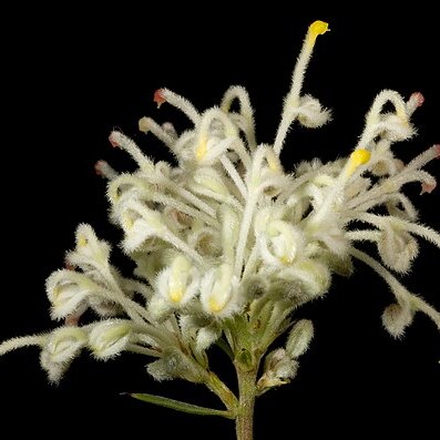 Grevillea pilulifera unspecified picture