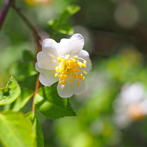 Rosa onoei var. hakonensis unspecified picture