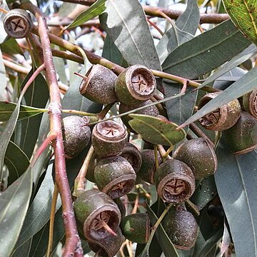 Eucalyptus cosmophylla unspecified picture