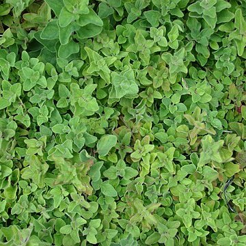 Origanum vulgare subsp. hirtum unspecified picture