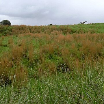 Andropogon unspecified picture