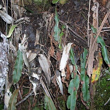 Elaphoglossum paleaceum unspecified picture