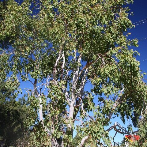 Eucalyptus bigalerita unspecified picture