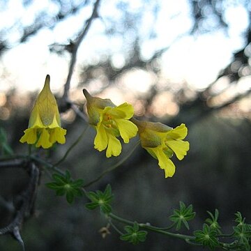 Tropaeolum brachyceras unspecified picture